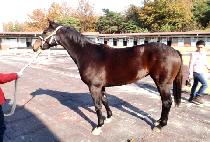 ���ϻ� (BONGAMSA) ����