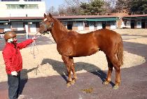 �ο�ŷ (ROYAL KING) ����