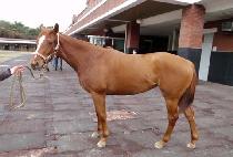 ����õ�� (JILJU CHEOLLI) ����