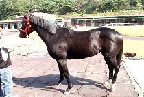 �ޱ�� (GEUPGIYA) ����