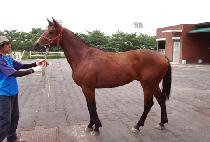 �ְ��ǰ����� (CHOEGOUI GEOMTUSA) ����