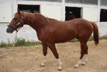 ��Ʈ���� (FORT WINNER) ����