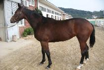 ���̳���è�� (DYNAMIC CHAMP) ����