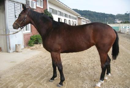 ���̳���è�� ����