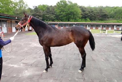 ���ε鸮 ����