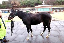 ĭ������ (KHAN GALLOPER) ����