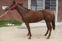 ��������� (ROONEY PRINCE) ����