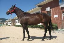 ���ŷ (GOLD KING) ����