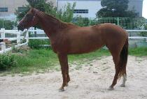 �ѱ�� (HANGILRO) ����