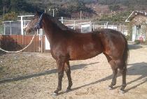 �����̷� (OH MY RUN) ����