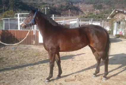 �����̷� ����