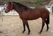 �ε��������� (ROAD TO PRINCE) ����