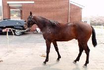 �ް������� (MEGA TSUNAMI) ����