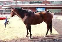 ����� (SSENSUNI) ����