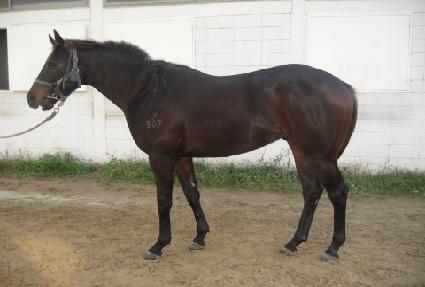 Ķ��ĿƮ�� ����