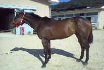 �ٴ�����Ʈ (GET THE BEST) ����