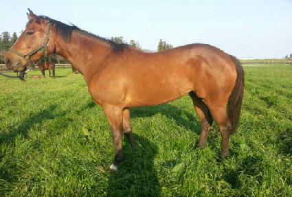 ������ ����