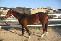 �ٶ��ǿ��� (BARAMUI YEOWANG) ����