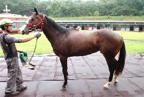 �츲���� (SALLIM SARI) ����