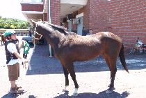 ���ϻ轺 (ROCKET SOX) ����