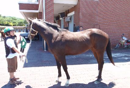 ���ϻ轺 ����