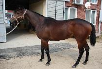 ���̷�Ʈ�� (DIRECT QUEEN) ����