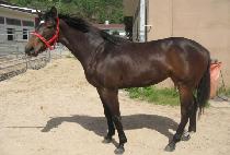 �������� (GASOK HAENGJIN) ����