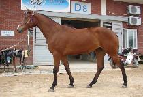 ���ѿ�� (MUHAN USEUNG) ����