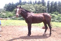 ���̳��ǽ� (JOINER PEACE) ����