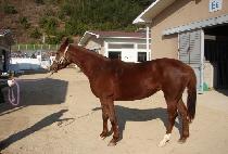 ��ī�̹��� (SKY BIRD) ����