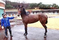 ���Ƽ�� (ROSE MARTINI) ����