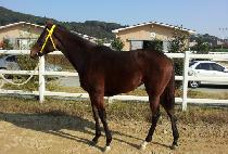 õ�ϵ�ǳ (CHEONHA DOLPUNG) ����