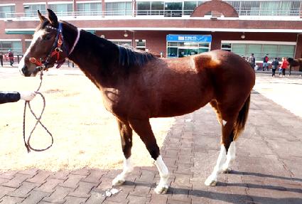 ����Ǳ�� ����