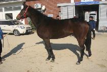 �ʰ� (PIL GIRL) ����