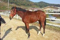 ��ǳ���� (DOLPUNG JEAP) ����