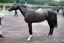 ���ĸ�Ÿ (SPARTA) ����