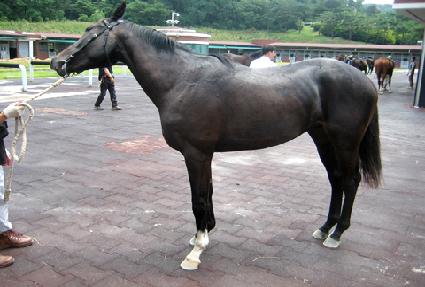 ���ĸ�Ÿ ����