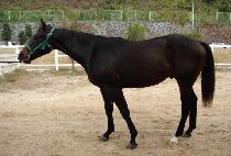 ������ī�� (THUNDER SKY) ����