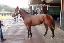 �ʽ� (CHOSIM) ����