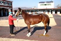 ������� (DODO YANGYANG) ����