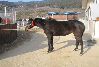 ǻ��è�� ����