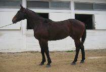 ������� (TOUGH WOOD) ����