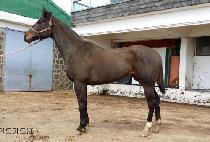 ���ϵ�ī�� (WILD CARD) ����