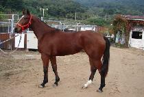 �ѷ���ǳ (HALLYU YEOLPUNG) ����