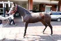 �ߴ��� (JANUS) ����