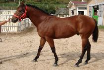 �ͺ� (PIT BULL) ����