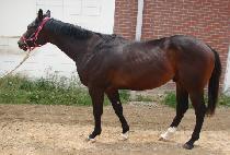 ����ĸƾ (ALPHA CAPTAIN) ����