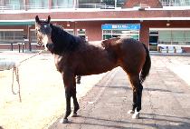 ���̵���õ (LADYICHEON) ����