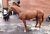 ������Ŀ (SPIKER) ����