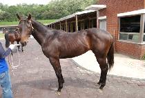 ������½ (EOMJI BEONJJEOK) ����